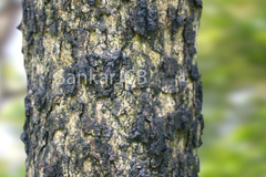 Limonia acidissima